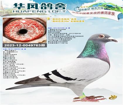 华风鸽舍”奥林匹克飓风“血系
