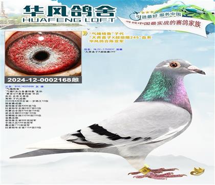 华风鸽舍陈亚军“气魄格鲁”子代