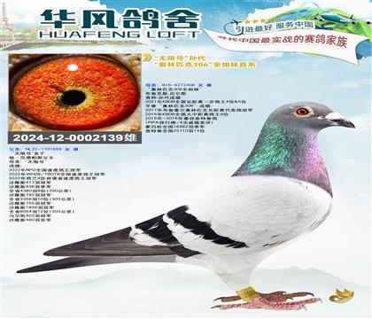 华风鸽舍作出”无限号“孙代”奥林匹克306“全姐妹直系 雄
