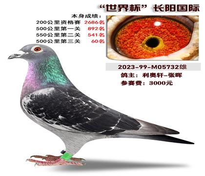 利奥轩-张晖选送长阳国际 本身荣获500公里60名