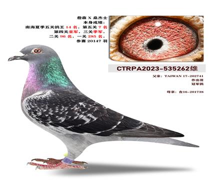台湾飞鸿赛鸽竞翔集团“詹森X桑杰士”