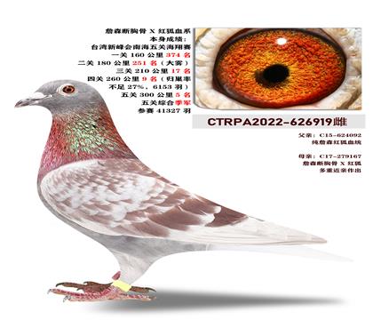 台湾飞事速竞翔集团”詹森断胸骨X红狐血系“