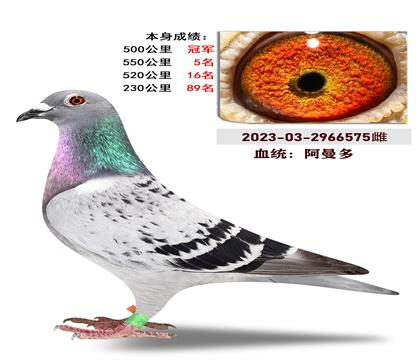 血统:”阿曼多“ 本身成绩500公里冠军