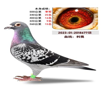 血统:”利奥“ 本身成绩500公里季军