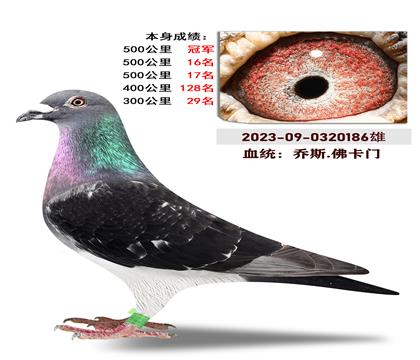 血统:乔斯.佛卡门 本身成绩500公里冠军