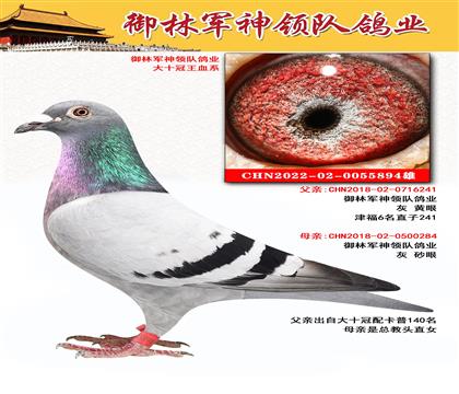 御林军神领队鸽业 ”大十冠王血系“