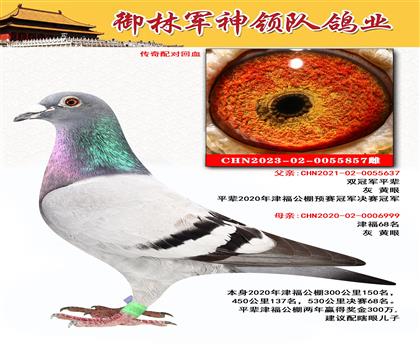 御林军神领队鸽业“传奇配对回血”