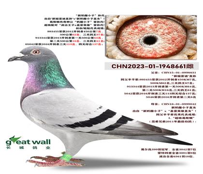 中国长城鸽业“新奶酪小子”孙代