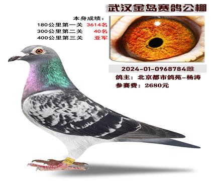 本身武汉金岛赛鸽公棚 400公里亚军