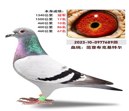 范登布克基特尔 本身成绩1340公里冠军