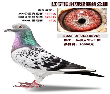 弘羽天空-王彪选送辽宁神州辉煌赛鸽公棚