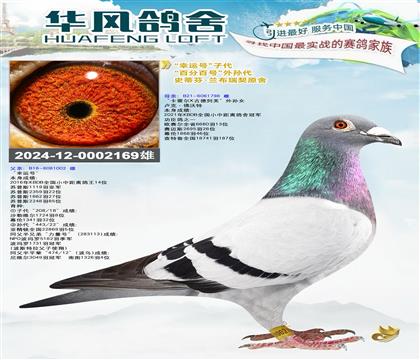 华风鸽舍“幸运号”子代“百分百号”外孙代