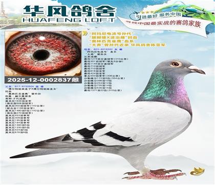 华风鸽舍陈亚军“大奔”曾孙代近亲