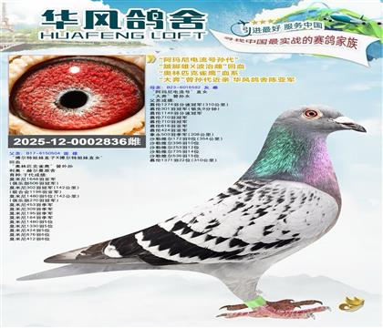 华风鸽舍引进“阿玛尼电流号孙代”