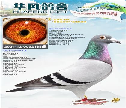 华风鸽舍作出”无限号“孙代”奥林匹克306“全姐妹直系