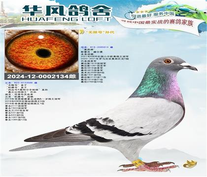 华风鸽舍作育”无限号“孙代