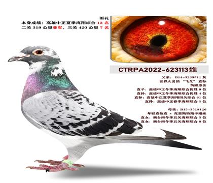台湾大友赛鸽竞翔鸽业“飞戈”血系