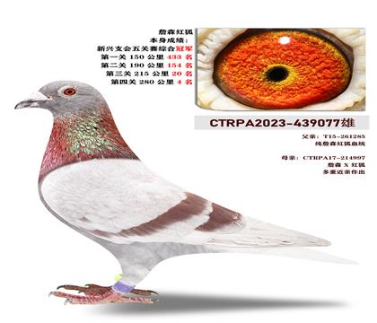 台湾飞事速竞翔集团“詹森红狐“ 本身五关综合冠军