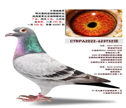 台湾明月赛鸽集团“小迪迪”血系