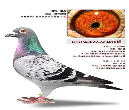 台湾强速鸽族传奇”詹森血系“ 本身五关7名