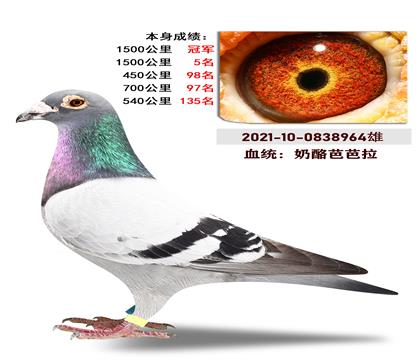 血统:“奶来芭芭拉” 本身成绩1500公里冠军