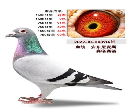 血统:”安东尼麦斯 赛洛赛洛 本身成绩1630公里冠军