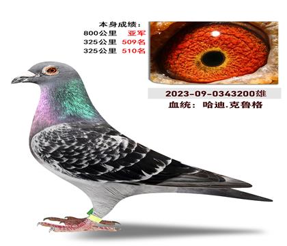 血统:哈迪.克鲁格 本身成绩800公里亚军