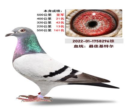血统:最佳基特尔 本身成绩500公里亚军