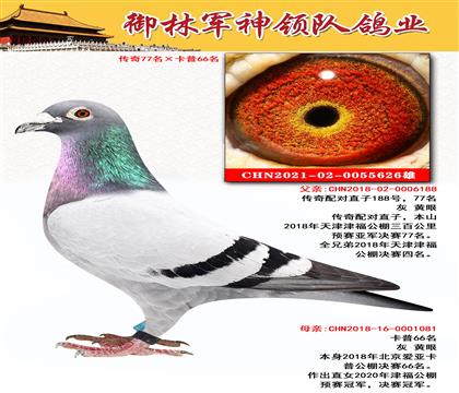 御林军神领队鸽业“传奇77名X卡普66名”作出