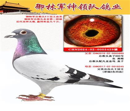 御林军神领队鸽业“总教头X十冠王血系”