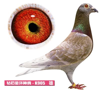 范登布克-好红号K905