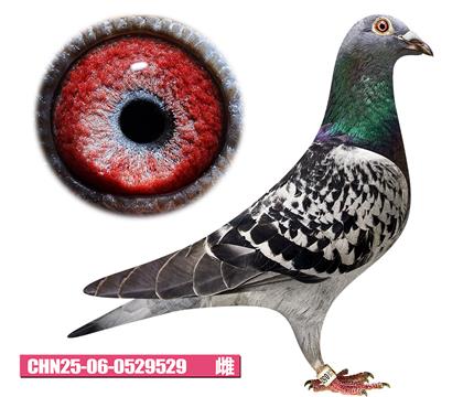 凡戴克-普里奥小姐529