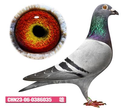 考夫曼-年轻迪克035