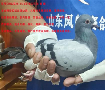 �ھ�X�ھ�ֱŮ
