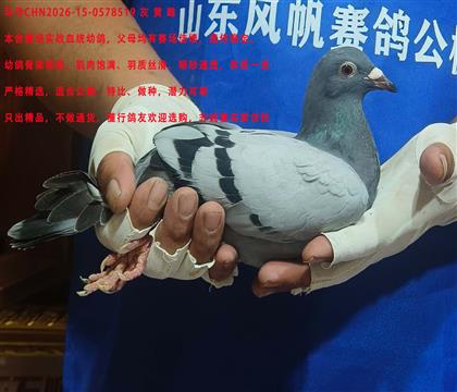 ����ھ�ֱŮ