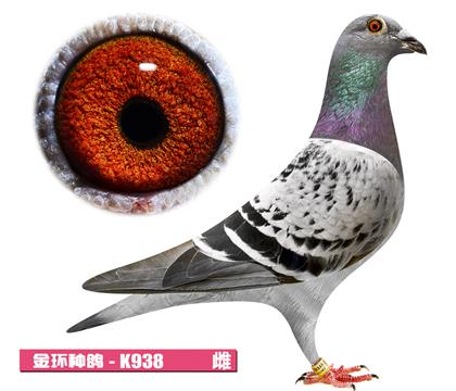 考夫曼-芭比女孩K938