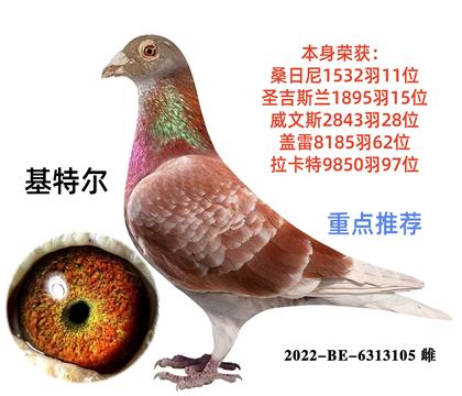 超级重点基特尔