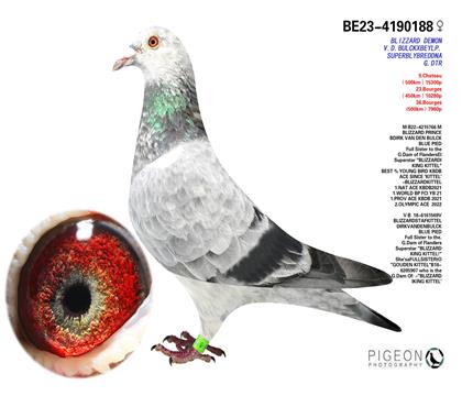 �Ͽ˷��ǲ���    ����ѩ���ӡ�����
